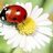 camomile